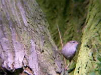Foto: Winterkoning [Troglodytes troglodytes] De zaag Krimpen ad IJssel  